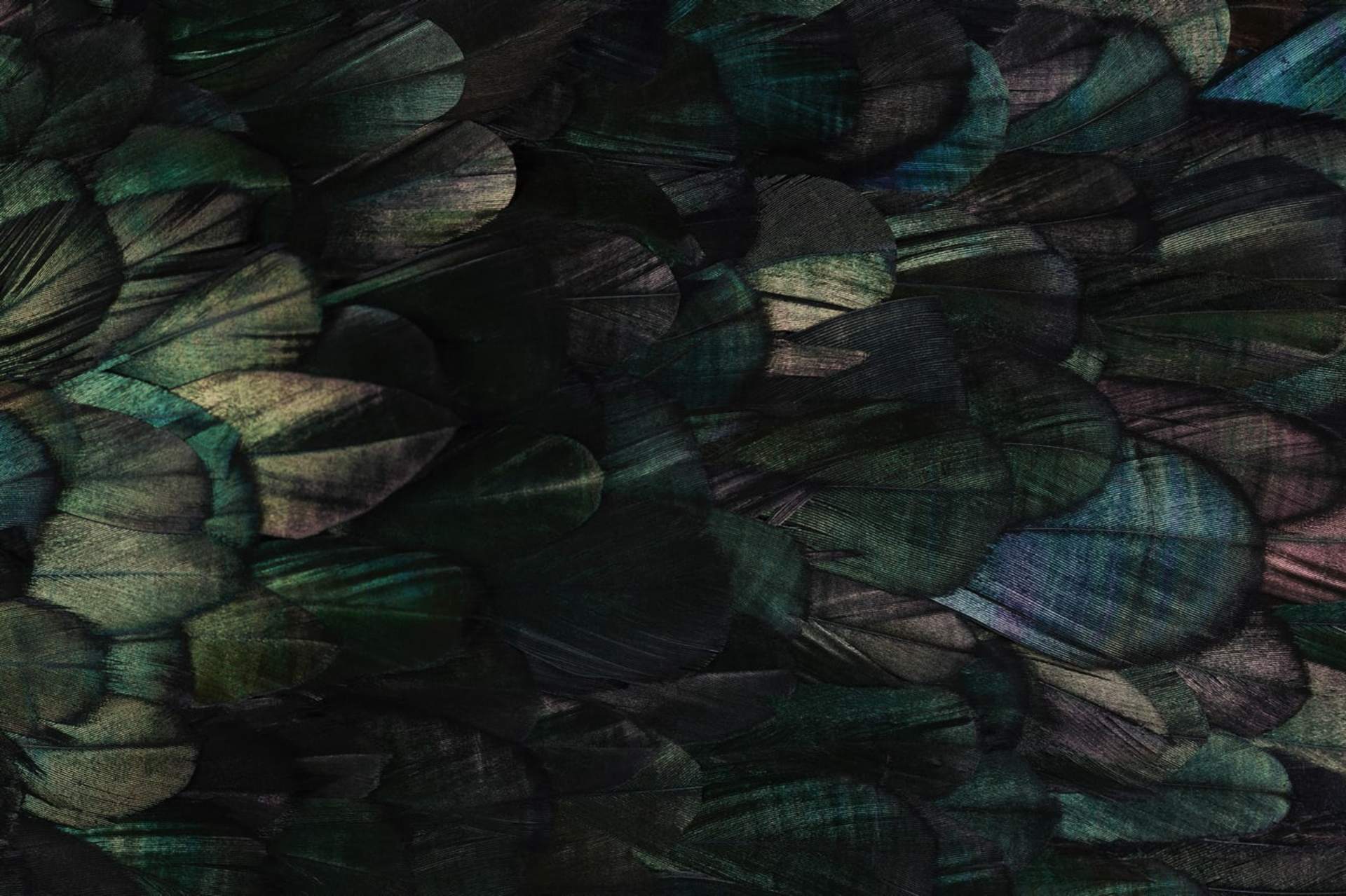 A close up of iridescent feathers