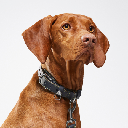 <p>精致的爱犬项圈和牵引绳,两者均选用劳斯莱斯天然粒面皮革制成,配以对比色缝线及抛光金属欢庆女神装饰,尽显奢华品味。</p>