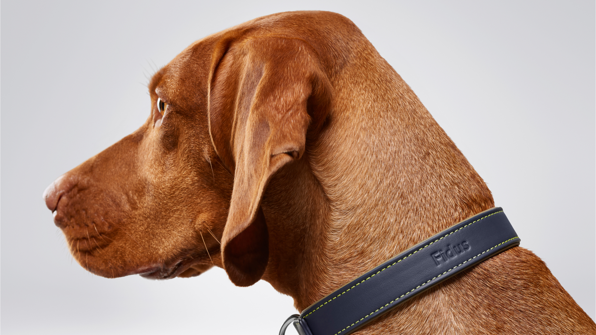 Side view of a dog wearing the Rolls-Royce Dog Collar